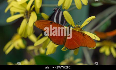 Le ali colorate sfrecciano su petali gialli, catturando la bellezza serena della natura Foto Stock