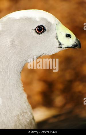 L'oca di Capo Barren, a volte nota anche come oca maiale, è un'oca grigia molto grande e pallida con una testa relativamente piccola ed è una specie di oca Foto Stock