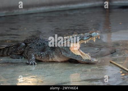 Samut Prakan, Samut Prakan, Thailandia. 6 aprile 2024. Coccodrillo nello stagno, che esegue uno spettacolo da guardare ai turisti. Al Samutprakan Crocodile Farm and Zoo il 6 aprile 2024. Nella provincia di Samut Prakan. 35 km da Bangkok. Dopo essere stato temporaneamente chiuso per tre anni a causa della situazione epidemica di COVID-19. (Credit Image: © Teera Noisakran/Pacific Press via ZUMA Press Wire) SOLO PER USO EDITORIALE! Non per USO commerciale! Foto Stock