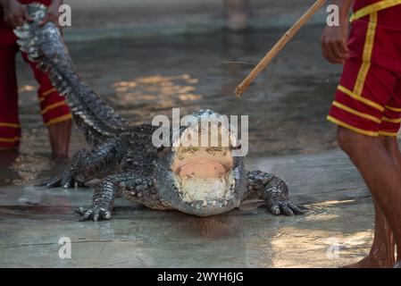 Samut Prakan, Samut Prakan, Thailandia. 6 aprile 2024. Due istruttori di coccodrillo stanno dimostrando come catturare un coccodrillo. Spettacolo per i turisti alla fattoria dei coccodrilli e allo zoo di Samutprakan il 6 aprile 2024. Nella provincia di Samut Prakan. 35 km da Bangkok. Dopo essere stato temporaneamente chiuso per tre anni a causa della situazione epidemica di COVID-19. (Credit Image: © Teera Noisakran/Pacific Press via ZUMA Press Wire) SOLO PER USO EDITORIALE! Non per USO commerciale! Foto Stock