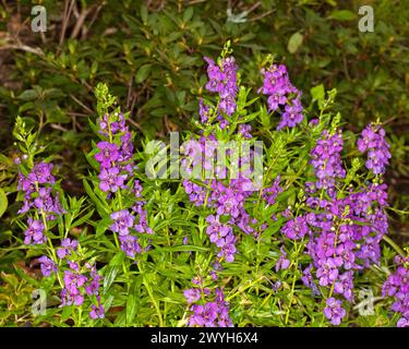 Gruppo di punte di vivaci fiori viola e foglie verdi brillanti di Angelonia, una pianta perenne in un giardino australiano Foto Stock