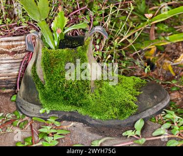 Stivaletto da lavoro in pelle utilizzato come vaso da giardino ricoperto di muschio verde smeraldo Foto Stock