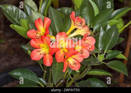 Vivaci ornamenti fiori profumati e verde fogliame di rododendro tropicale Vireya 'Blaze of Glory' in un giardino australiano Foto Stock