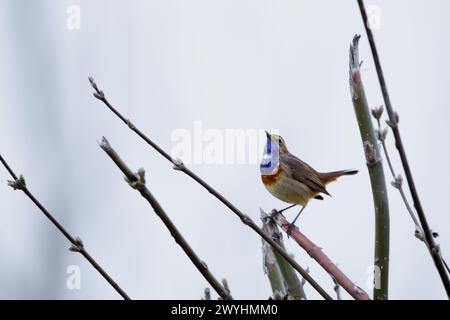 Bluethroat (Luscinia svecica) su un ramo Foto Stock