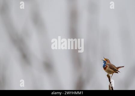 Bluethroat (Luscinia svecica) arroccato su un ramo Foto Stock