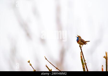 Bluethroat (Luscinia svecica) arroccato su un ramo Foto Stock