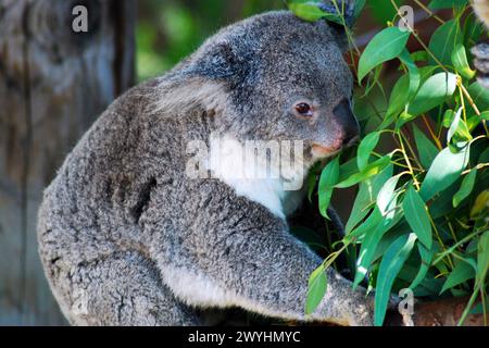 Un Koala Bear dall'Australia sale su un albero di eucalipto per mangiare le foglie. Foto Stock