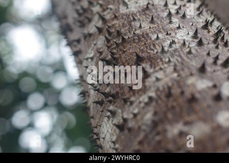 Punte appuntite sporgono dal tronco dell'albero Sandbox, Hura Crepitans. Questo albero velenoso si trova nella regione amazzonica in Perù Foto Stock