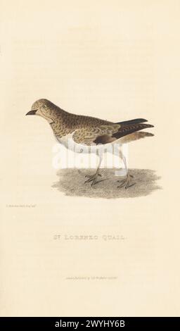 Quaglia-colomba dalla gola bianca, Zentrygon frenata? Originaria dell'isola di St Lorenzo a Callao Bay, Perù. St Lorenzo quaglia. Incisione in rame colorata a mano dopo un'illustrazione di Charles Hamilton Smith da The Animal Kingdom di Edward Griffith del Barone Cuvier, Londra, Whittaker, 1829. Foto Stock