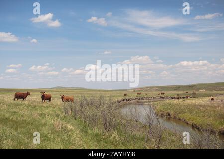 Mucche che pascolano nel ranch vicino a Stimson Creek, nelle colline e praterie meridionali dell'Alberta. Foto Stock