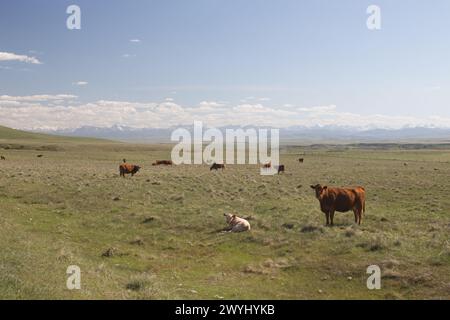 Bestiame che pascolano sulle erbe autoctone nel ranchland meridionale dell'Alberta, Waterton front si estende in lontananza Foto Stock