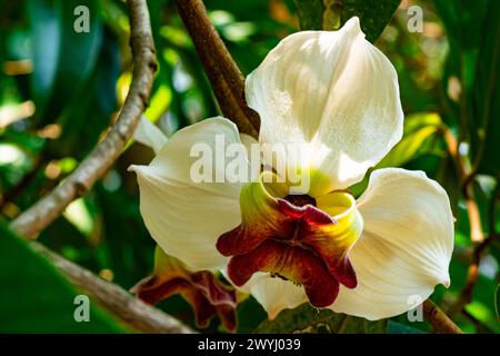 Fiore unico raro Mitrephora sirikitiae fiori su un ramo dell'albero nella stagione estiva, Thailandia. Foto Stock