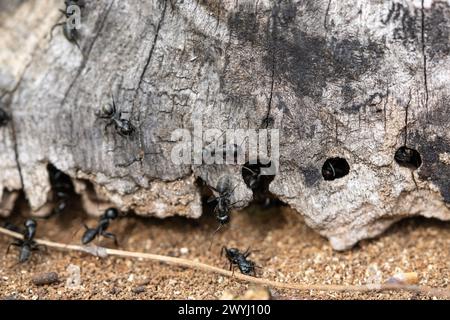 Grandi formiche (Camponotus vagus, formiche di falegname) sedute nel nido in legno morto Foto Stock