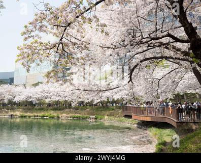 Seoul, Corea del Sud. 7 aprile 2024. Le persone si divertono sotto i fiori di ciliegio vicino al lago Seokchon a Seoul, Corea del Sud, 7 aprile 2024. Crediti: Yao Qilin/Xinhua/Alamy Live News Foto Stock