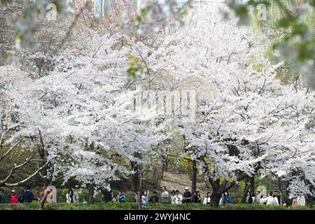 Seoul, Corea del Sud. 7 aprile 2024. Le persone si divertono sotto i fiori di ciliegio vicino al lago Seokchon a Seoul, Corea del Sud, 7 aprile 2024. Crediti: Yao Qilin/Xinhua/Alamy Live News Foto Stock