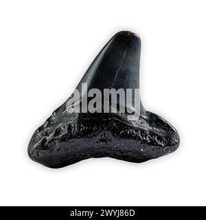 Foto al coperto di un dente di squalo isolato su uno sfondo bianco quadrato. Foto Stock