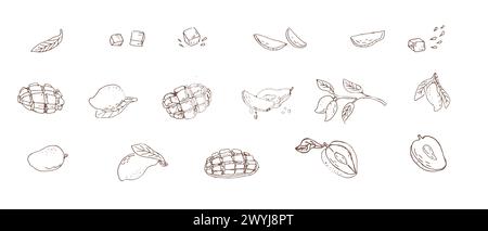 Grande set di mango disegnato a mano in un'illustrazione grafica. Illustrazione vettoriale di frutta tropicale per sano - mango. Pittura a inchiostro in vint Illustrazione Vettoriale