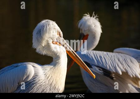 Capo di Pelecanus Crispus Foto Stock