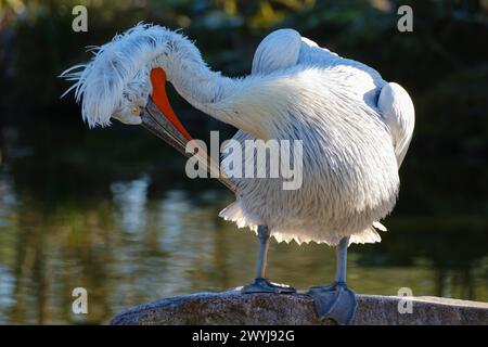 Capo di Pelecanus Crispus Foto Stock