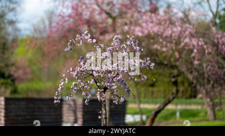 Ciliegio giapponese (Prunus Serrulata) nel sangue. Fiori spettacolari, rosa e raffinati in primavera. Foglie fresche. La natura prende vita. Sfocato naturale Foto Stock