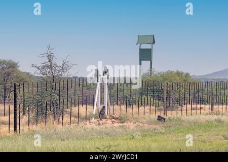 Foto di due babbuini seduti su una recinzione in Namibia durante il giorno Foto Stock