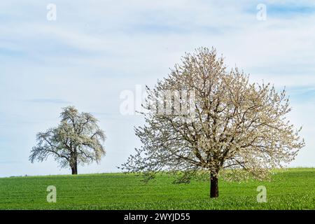 Svizzera, Europa, Baselland, Baselbiet, Oberbaselbiet, Rünenberg, BL, piantagione di ciliegi, fiori di ciliegio, primavera, aprile, Rünenberg BL Foto Stock
