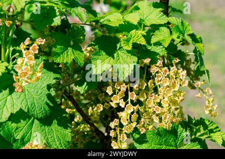 Arbusti di ribes in fiore nel frutteto. Vista ravvicinata sul ramo con fiori, sfondo sfocato. Foto del sole del giorno di primavera. Foto Stock