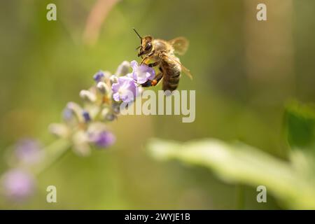 Foto macro dell'ape del miele che vola verso il fiore della lavanda. Orizzontalmente. Foto Stock