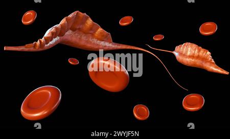 Rendering 3d protozoi del genere Trypanosoma, provoca la tripanosomiasi africana umana, nota anche come malattia del sonno Foto Stock