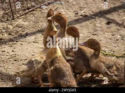 Piccole anatre di muschio brune nel cortile Foto Stock