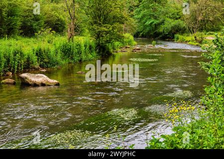 Il fiume Wye a Monsal Dale nel Peak District nel Derbyshire, Inghilterra Foto Stock