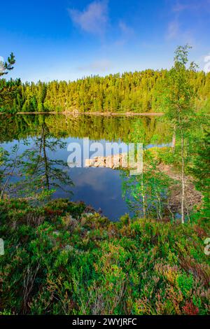 Norvegia, Buskerud, Noresund, riserva naturale di Knipetjennasen, lago Sundesetertjern Foto Stock