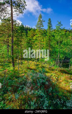 Norvegia, Buskerud, Noresund, riserva naturale di Knipetjennasen Foto Stock