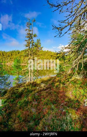Norvegia, Buskerud, Noresund, riserva naturale di Knipetjennasen, lago Sundesetertjern Foto Stock