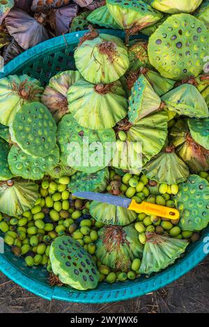 Cambogia, Kampong Cham, coltivazione di fiori di loto, raccolta di semi Foto Stock