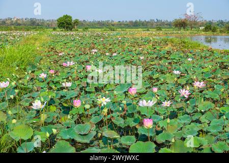 Cambogia, Kampong Cham, coltivazione di fiori di loto Foto Stock