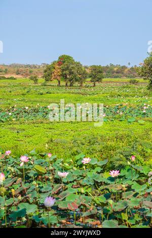 Cambogia, Kampong Cham, coltivazione di fiori di loto Foto Stock