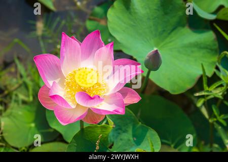 Cambogia, Kampong Cham, coltivazione di fiori di loto Foto Stock