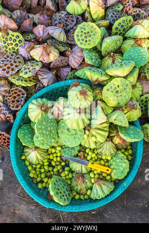 Cambogia, Kampong Cham, coltivazione di fiori di loto, raccolta di semi Foto Stock