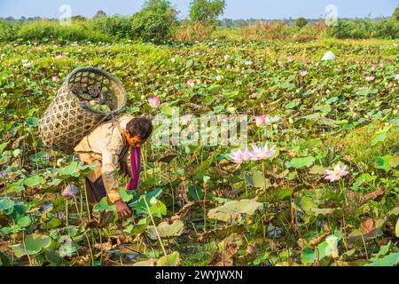 Cambogia, Kampong Cham, coltivazione di fiori di loto, raccolta di semi Foto Stock