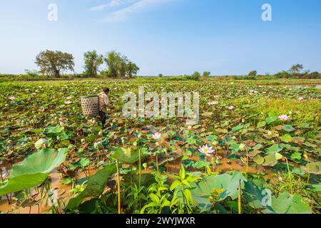 Cambogia, Kampong Cham, coltivazione di fiori di loto, raccolta di semi Foto Stock