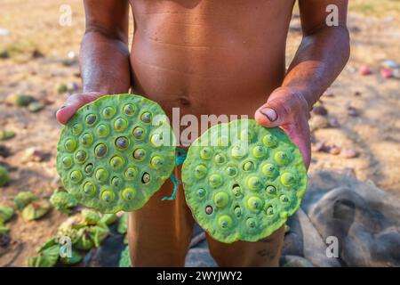 Cambogia, Kampong Cham, coltivazione di fiori di loto, raccolta di semi Foto Stock