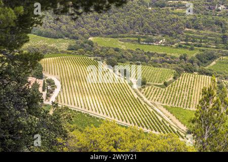 Francia, Vaucluse (84), Dentelles de Montmirail, Lafare, vigneto di uve Syrah e Grenache utilizzato per la produzione del Beaumes de Venise Cru Foto Stock