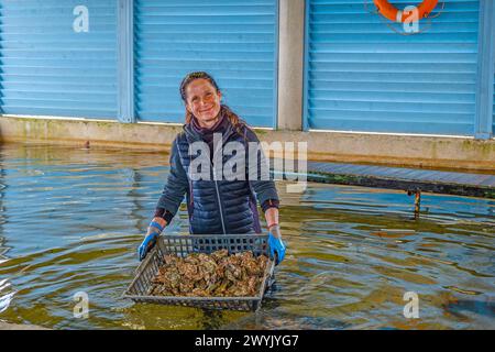 Francia, Charente Maritime, Chatelaillon, Florence Gaté, ostriche Foto Stock