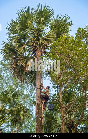 Cambogia, provincia di Kampot, dintorni di Kampot, Kampong Kraeng, raccolta di succo di palma Foto Stock