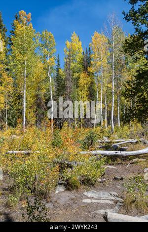 Aspens inizia a cambiare colore all'inizio dell'autunno lungo il Silver Lake Loop Trail nel Big Cottonwood Canyon vicino a Salt Lake City, Utah Foto Stock