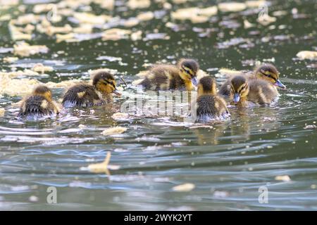 Graziose anatrocche domestiche che nuotano insieme sullo stagno (Anas platyrhynchos) Foto Stock