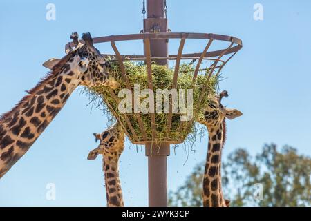Giraffe che mangiano fieno proveniente da un'altura sopraelevata allo zoo di Phoenix, Arizona Foto Stock