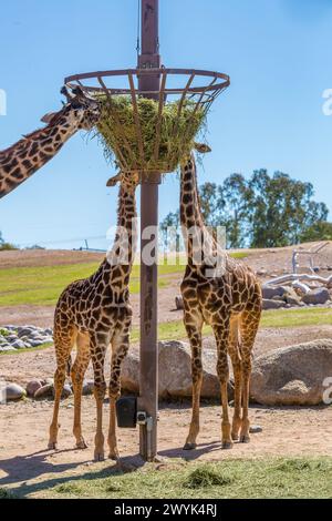 Giraffe che mangiano fieno proveniente da un'altura sopraelevata allo zoo di Phoenix, Arizona Foto Stock