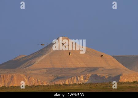 Cicogna bianca (Ciconia ciconia) nel deserto del Negev Foto Stock